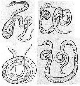֏